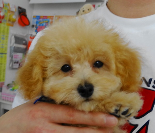 ミシェル　ちゃん　Baby／トイプードル