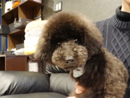 結ちゃんBaby／トイプードル