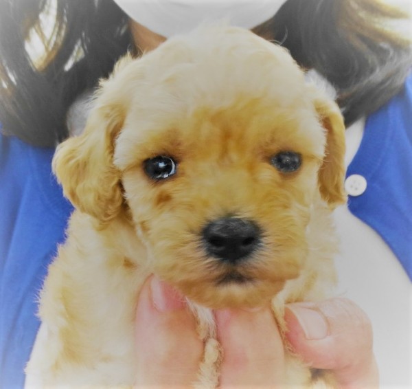 ポシェットちゃんBaby　（小さめ）／トイプードル