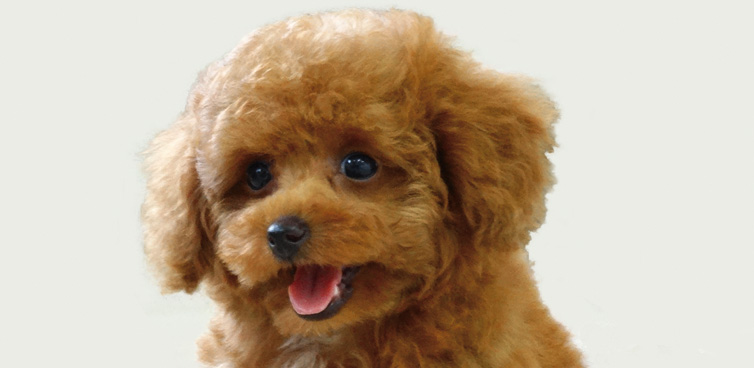 Dog Family Pyuna（ドッグファミリーピュナ）