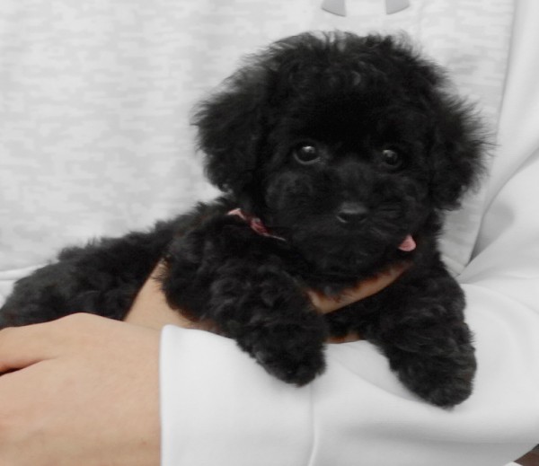 ユメちゃんBaby（小さめ）／トイプードル