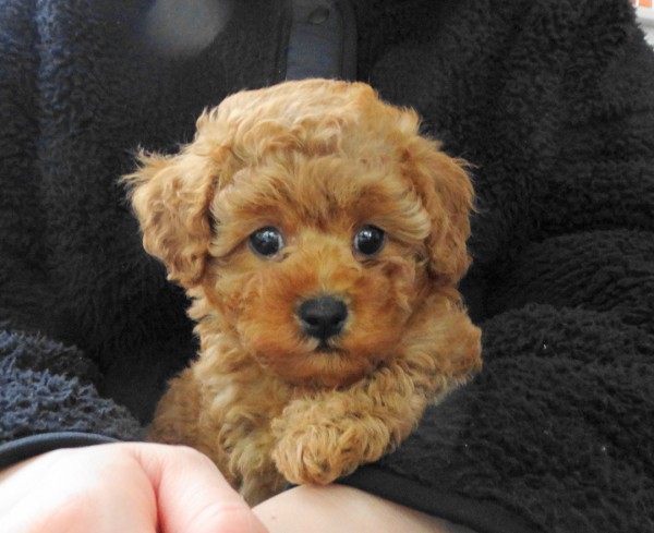 モナちゃんBaby／トイプードル