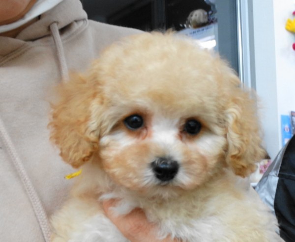 モナちゃんBaby／トイプードル