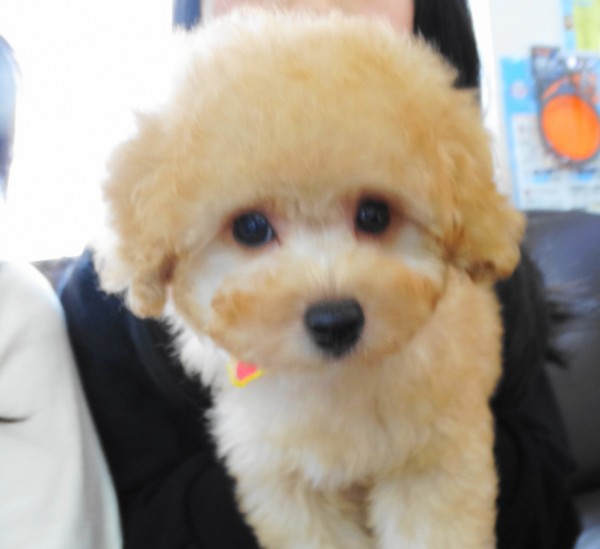 モナちゃんBaby／トイプードル