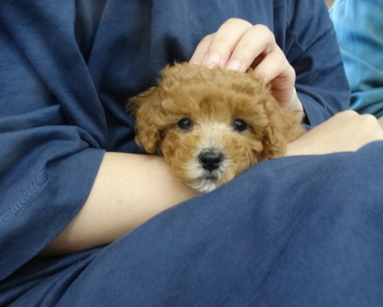 エマちゃんBaby　　／トイプードル