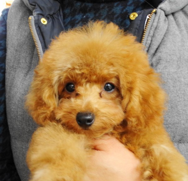 ルージュちゃん　Baby／トイプードル