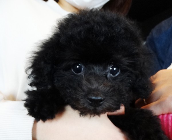 ひまりちゃんBaby／トイプードル