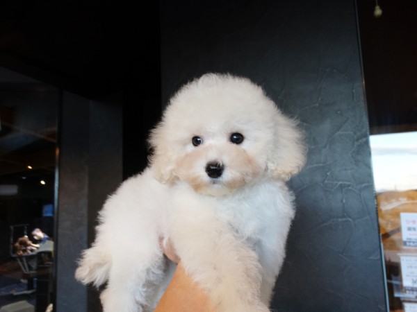 ひまりちゃんBaby／トイプードル