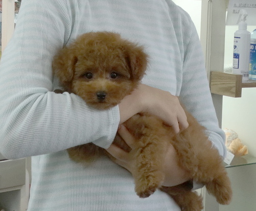 ミシェルちゃんBaby（小さめ）／トイプードル