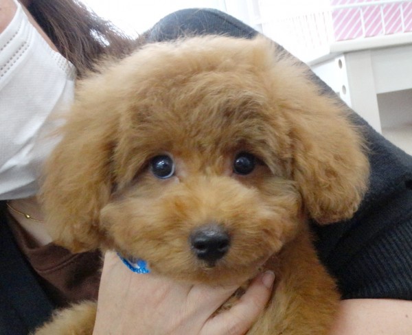 ミシエルちゃんBaby／トイプードル