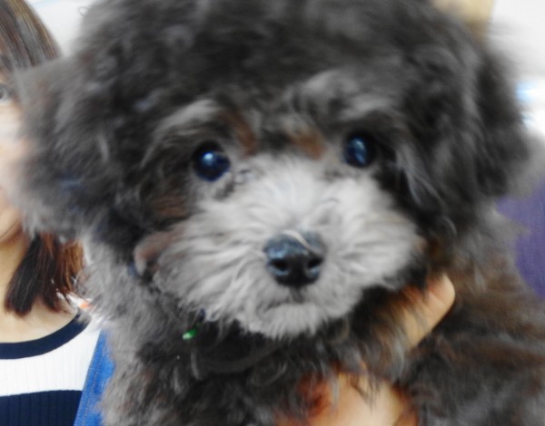 ローラちゃん　Baby （極小）／トイプードル