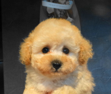 ピーチちゃんBaby／トイプードル