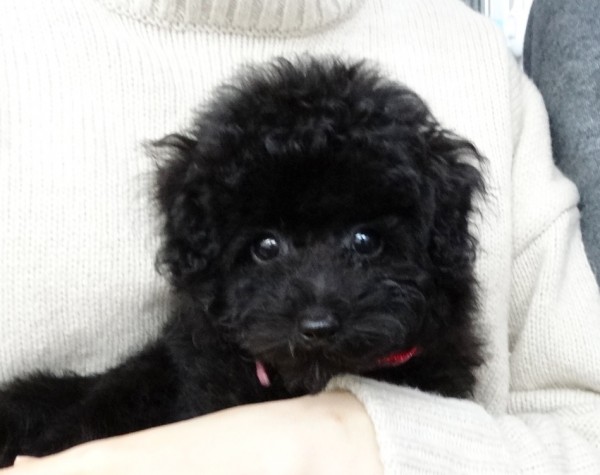 サラちゃんBaby　　（小さめ）／トイプードル