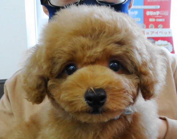 ルージュちゃんBaby／トイプードル