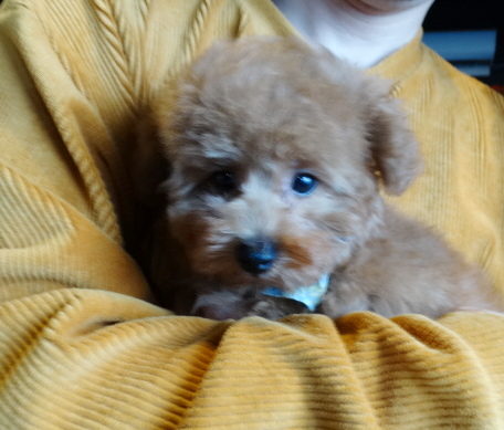 ピーチちゃんBaby／トイプードル