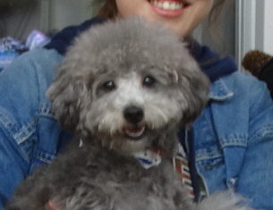 ローラちゃんBaby ／トイプードル