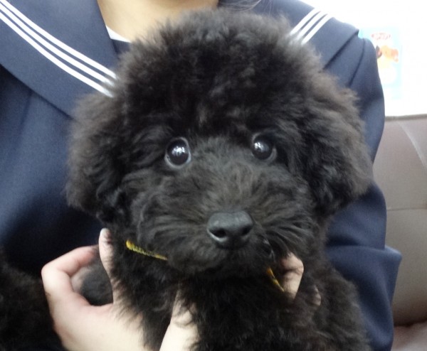 サラちゃんBaby／トイプードル