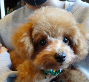 詩ちゃんBaby（小）／トイプードル