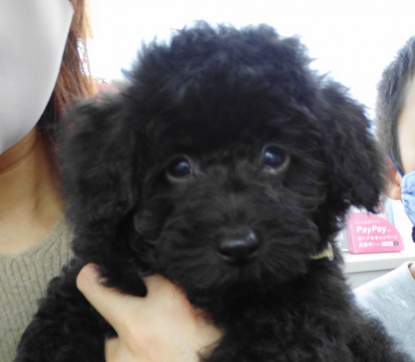サラちゃんBaby／トイプードル