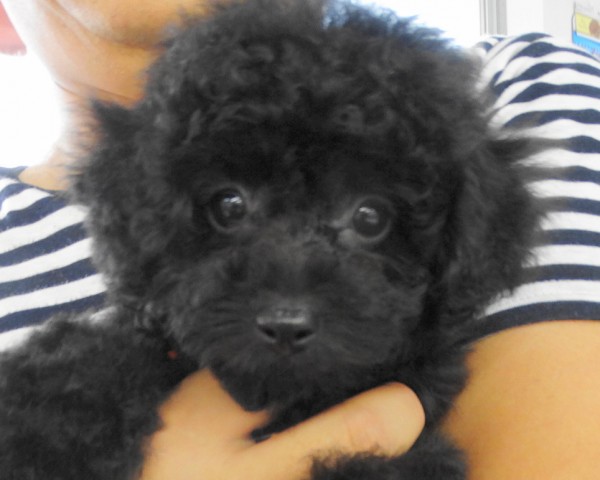モナちゃんbaby／トイプードル