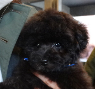 ローラちゃんBaby（極小)／トイプードル