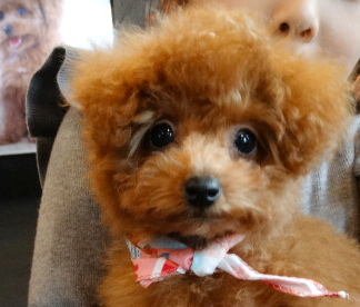 アンナちゃんBAby　極小／トイプードル