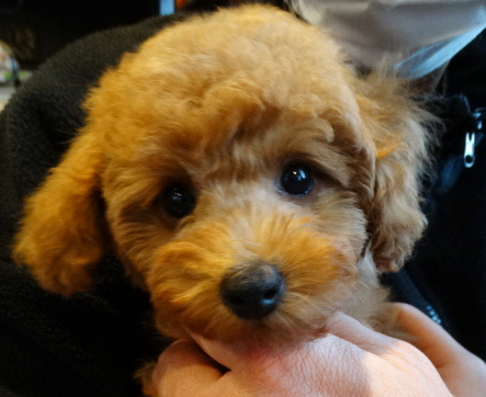 サラちゃんBaby／トイプードル