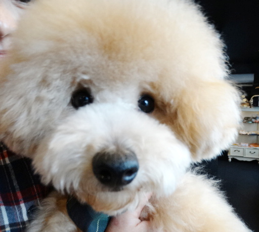 結ちゃんBaby／トイプードル