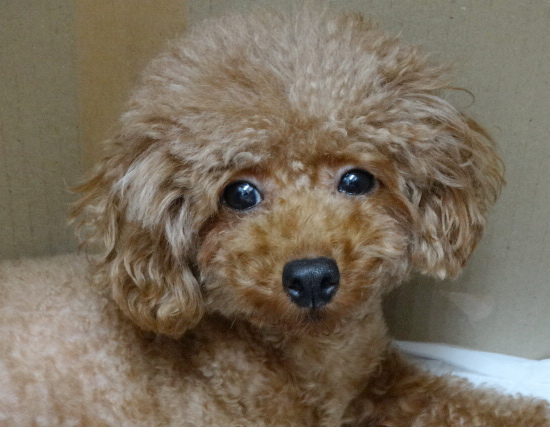 ５月オトちゃん出産予定／トイプードル