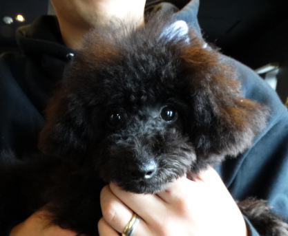 結ちゃんBaby誕生／トイプードル