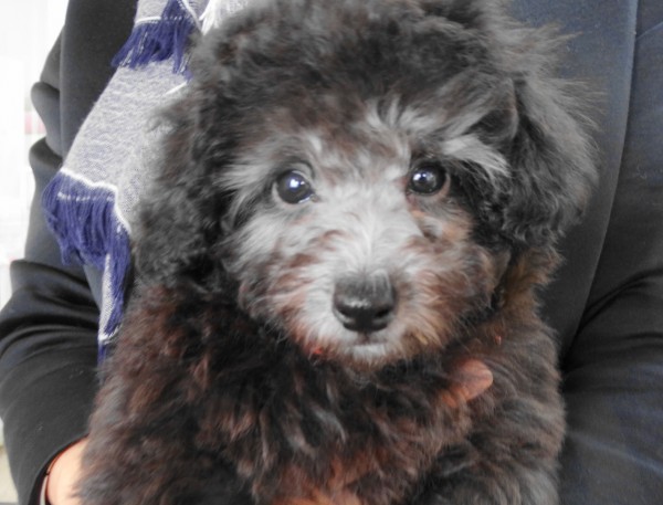 パールちゃんBaby　／トイプードル