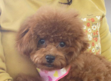 シェリーちゃんbaby／トイプードル