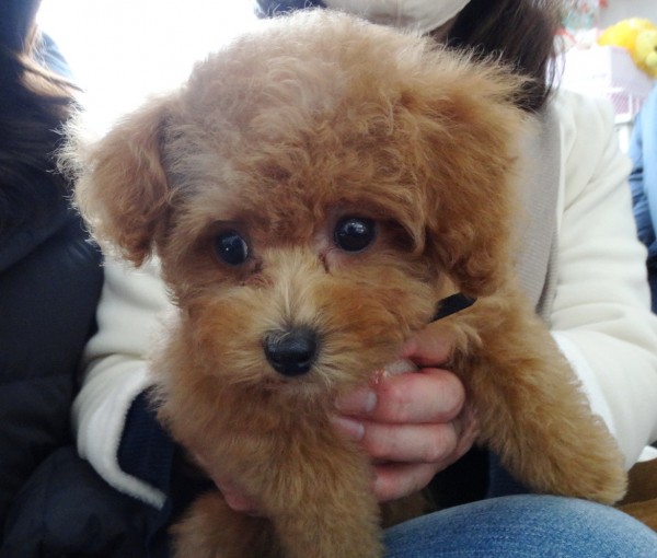 うたちゃんBaby　　（タイニーサイズ）／トイプードル