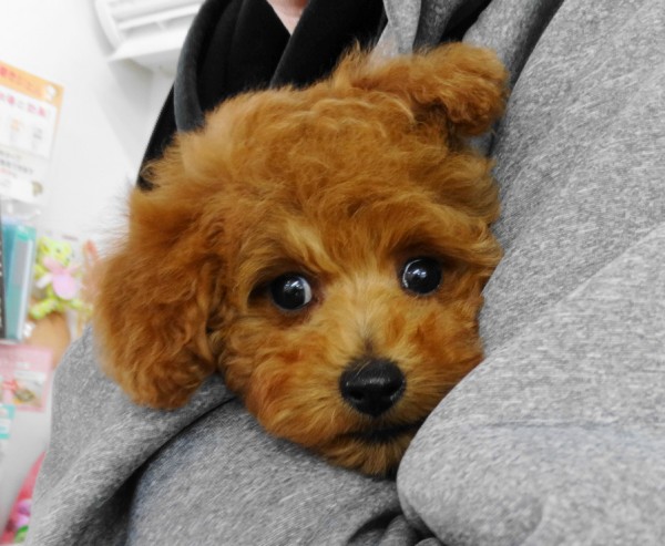 詩ちゃんbaby　　　　（タイニーサイズ）／トイプードル