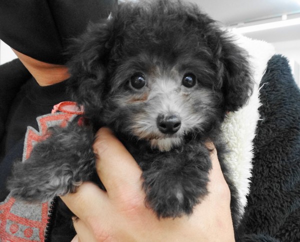 パールちゃんBaby／トイプードル