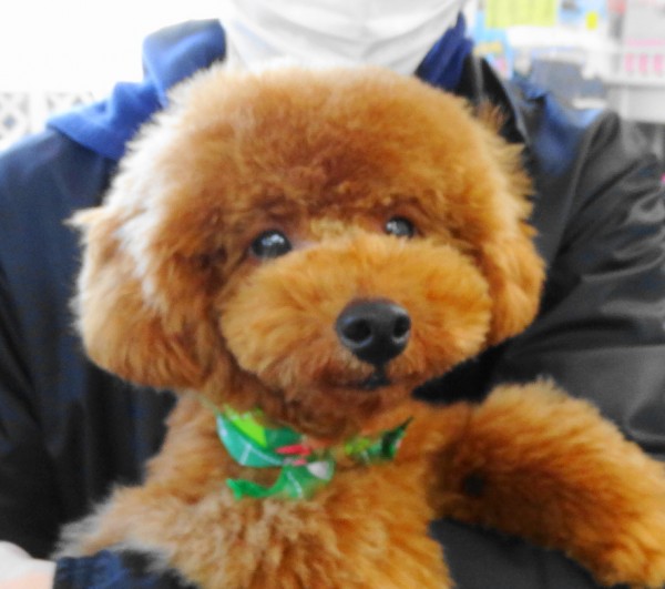 ポシエットちゃん　Baby／トイプードル