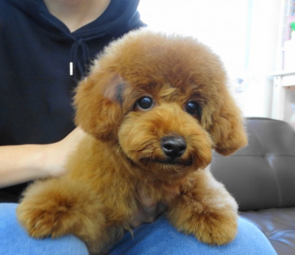 プティちゃんBaby／トイプードル