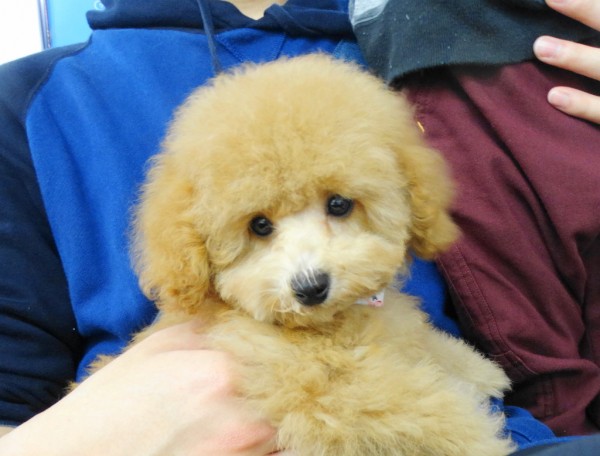 サラ　ちゃんBaby／トイプードル