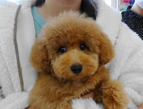 モナちゃんBaby／トイプードル