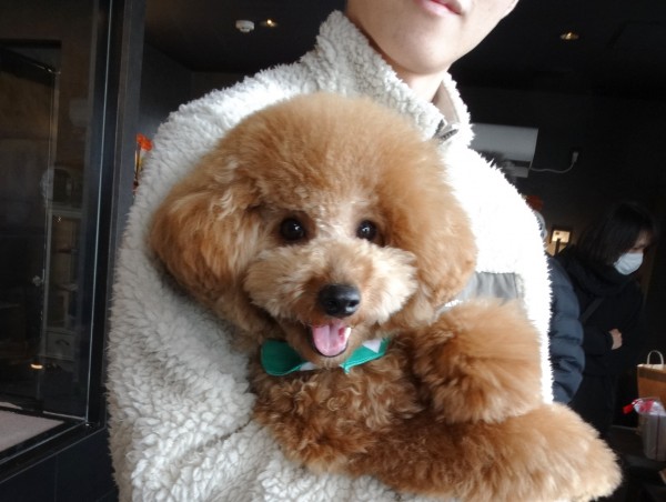 アンナちゃんBaby／トイプードル