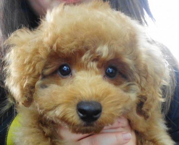 モナ　ちゃんBaby／トイプードル