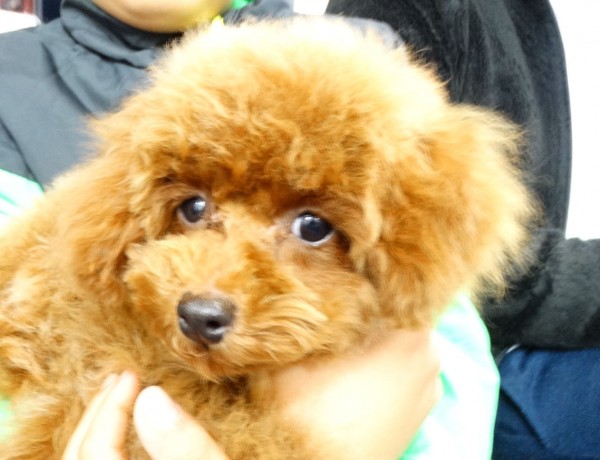 ポシェットちゃんBaby／トイプードル