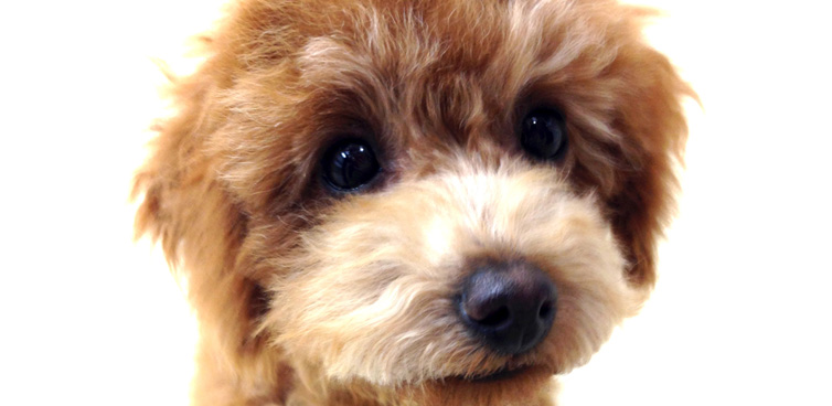 Dog Family Pyuna（ドッグファミリーピュナ）