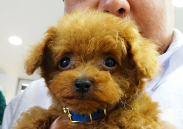 シュシュちゃんBaby／トイプードル