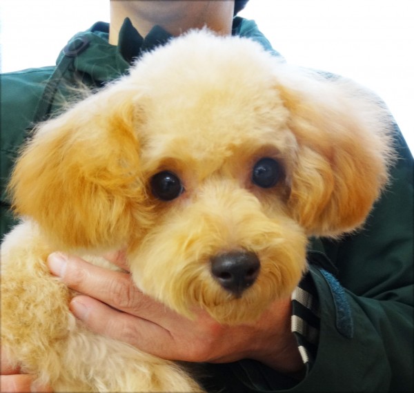 ミシェルちゃんBaby／トイプードル