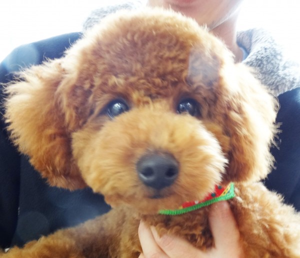 ティナちゃん Baby／トイプードル