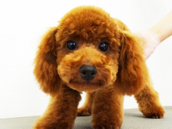 ティナ　Ｂａｂｙ／トイプードル