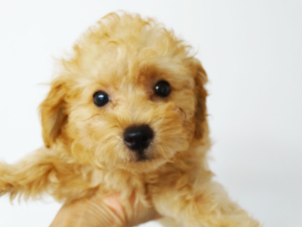 ミシェルちゃんBaby／トイプードル