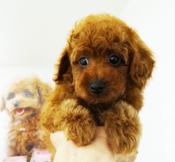 アリス ちゃん　Baby／トイプードル