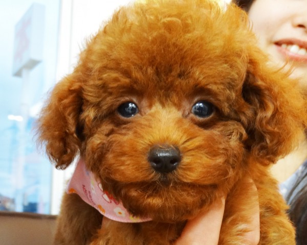 ヒナちゃん　Baby／トイプードル